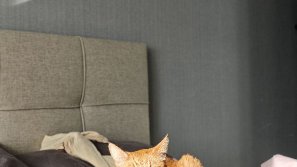 Этот солнечный котик напоминает вам про видео-коллаб и приглашает к просмотру