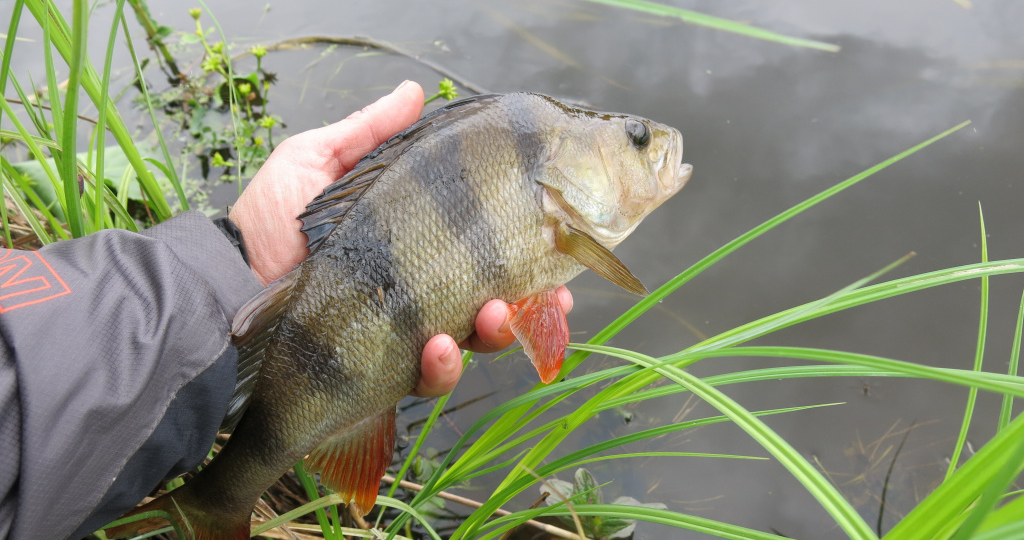 Как ловить окуня в апреле: где искать полосатого "матроса"?