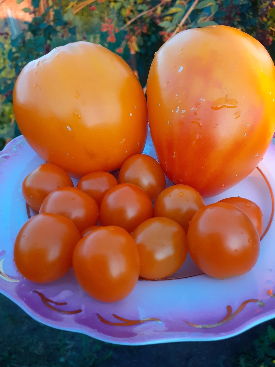 Алтайский мед Волшебная арфа F1