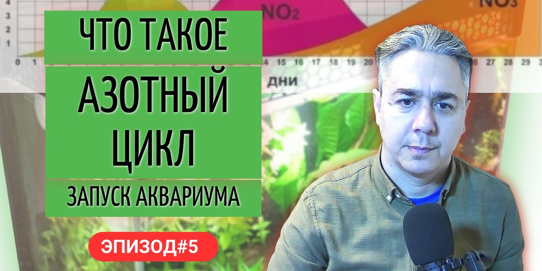 Запуск аквариума с учетом азотного цикла