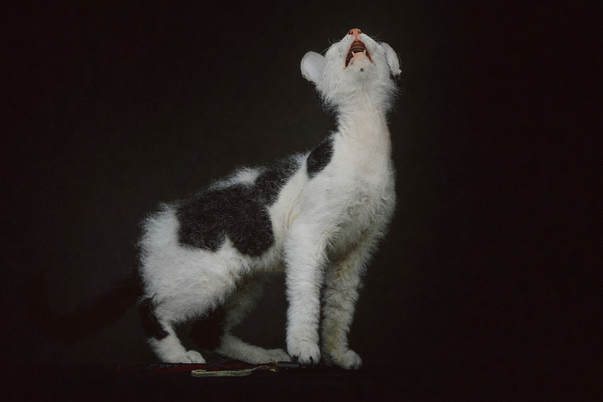 Кошка воет ночью