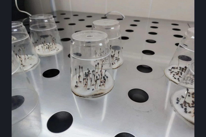    фото пресс-службы правительства Новосибирской области