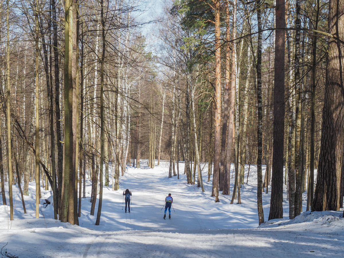 Лыжня Волкуша полностью проходит по лесному массиву. Фото Павел Каманин