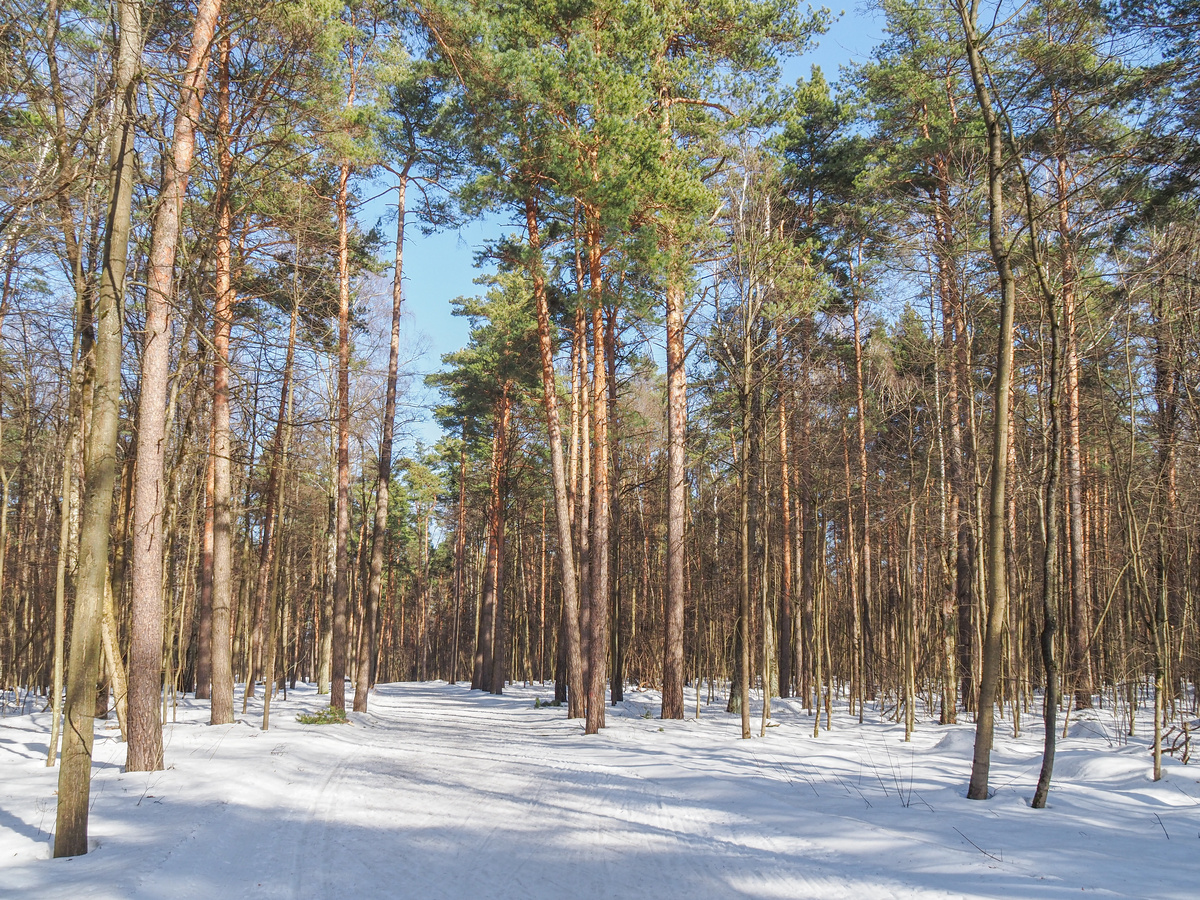 Лесной массив Лыткаринского лесопарка. Фото Павел Каманин