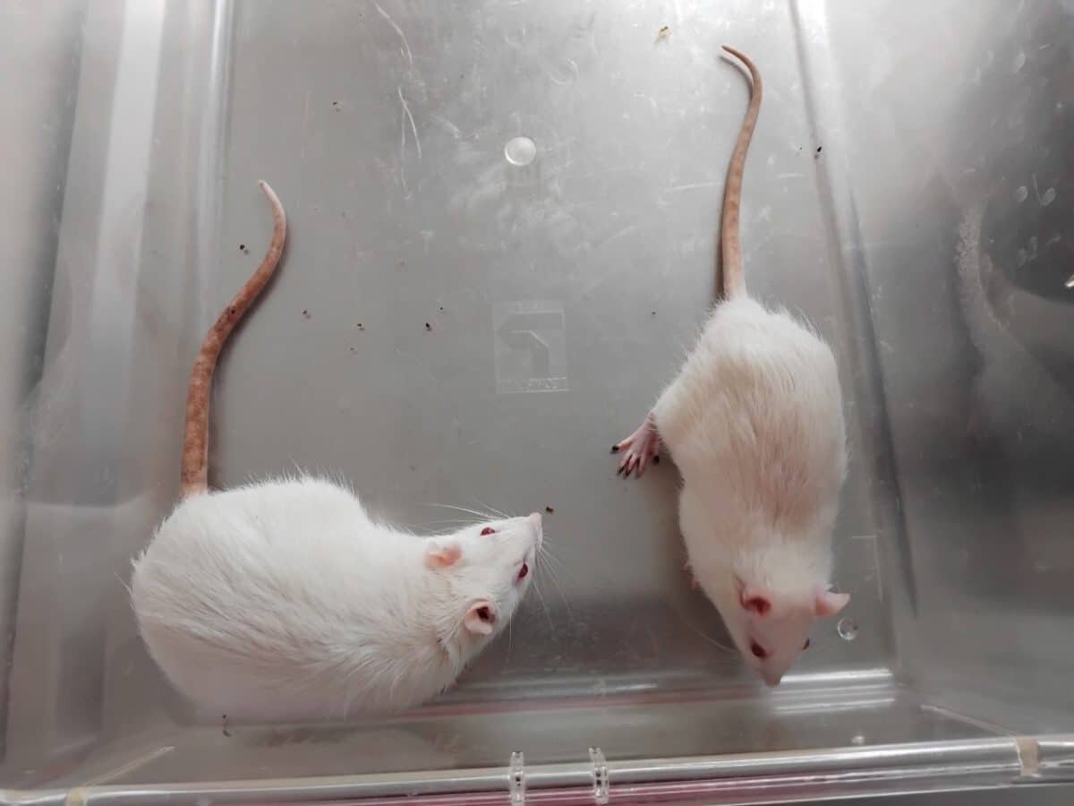    Крысы с отключенным геном дофаминового транспортера / © Анастасия Ваганова, Пресс-служба СПбГУ