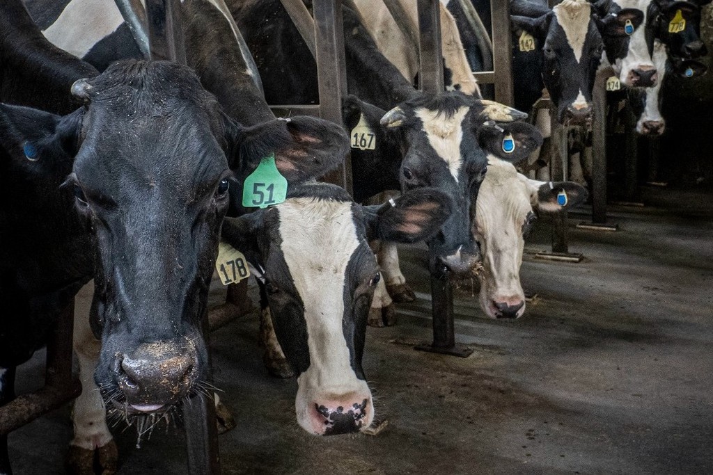    Фото © flickr.com / Preston Keres