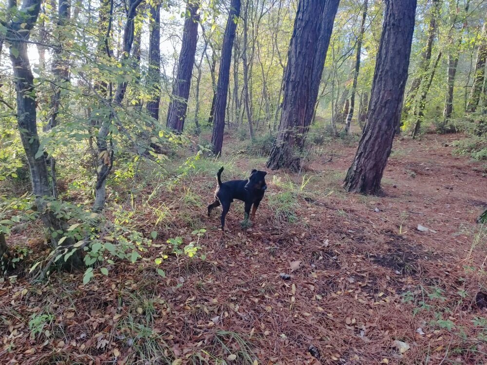 Инстинкт преследования: что делать, если собака «включилась» на велосипед или бегуна.