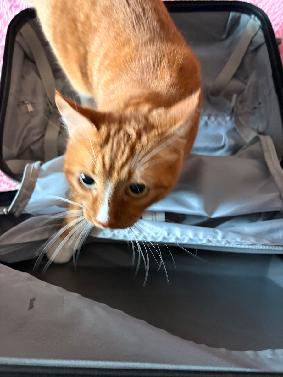 Мой усатый помощник 