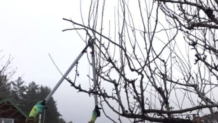 Так выглядела моя груша каждое лето — вместо плодов сплошные волчки