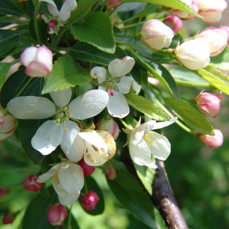 Яблоня Зибольда.