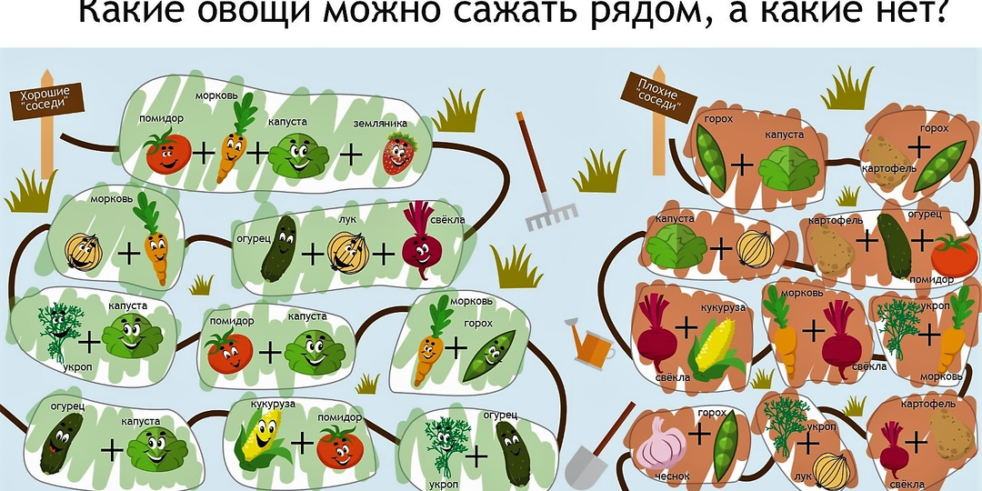 Какие растения нельзя сажать рядом: опасные соседи на грядке 🌱❌