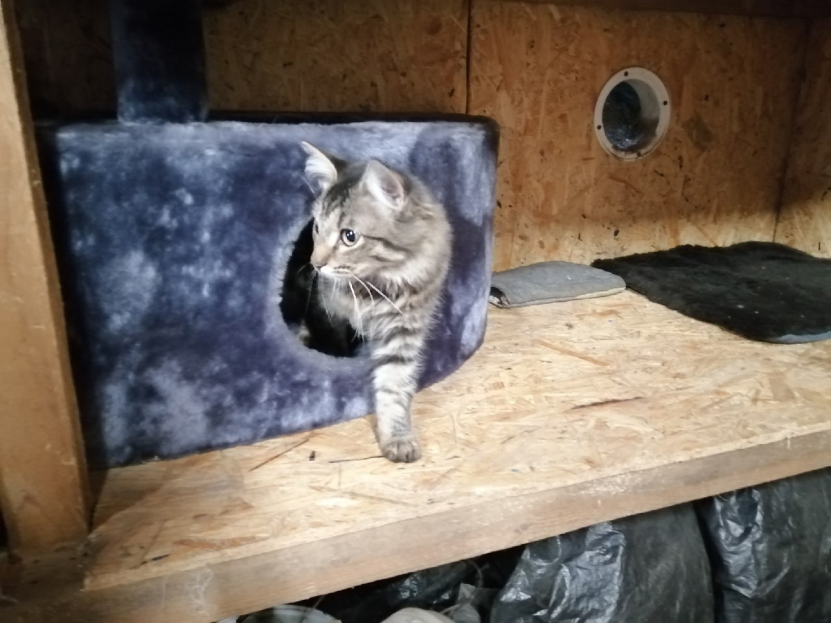 Кошечка Мурция