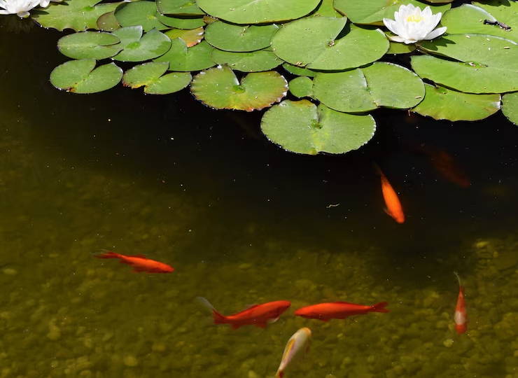 Декоративный пруд на участке: сколько реально стоит построить и как не переплатить в 2026 году? 💧🌿🪸