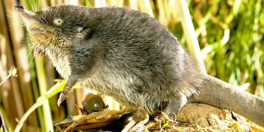 Русская выхухоль: таинственный житель речных заводей