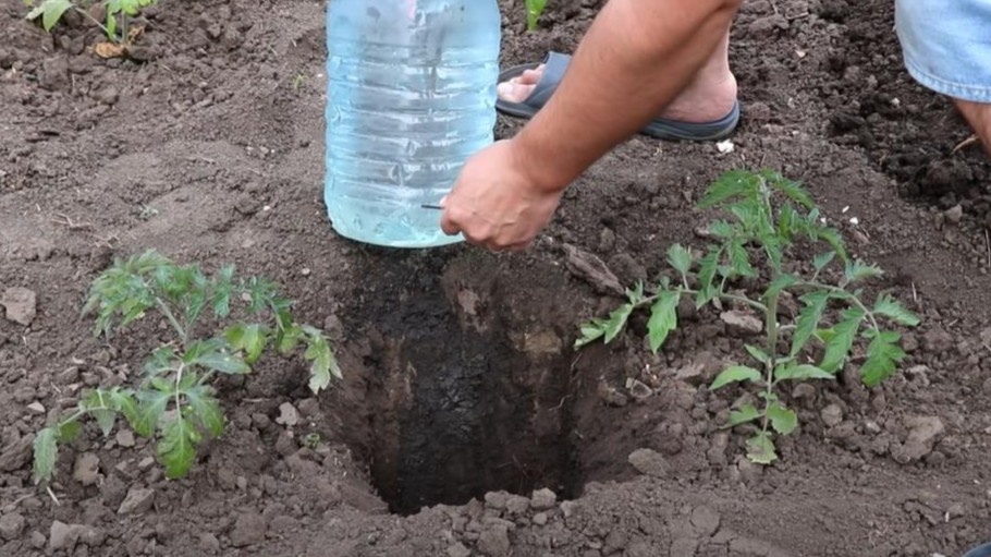 Забыл про капельный полив за 15 000₽. Бутылка решает проблему фитофторы