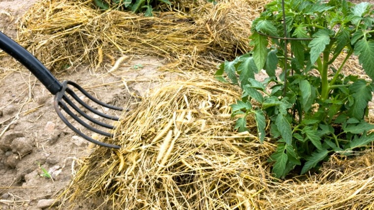 Мульча из сухой травы держит влагу и блокирует вылет спор