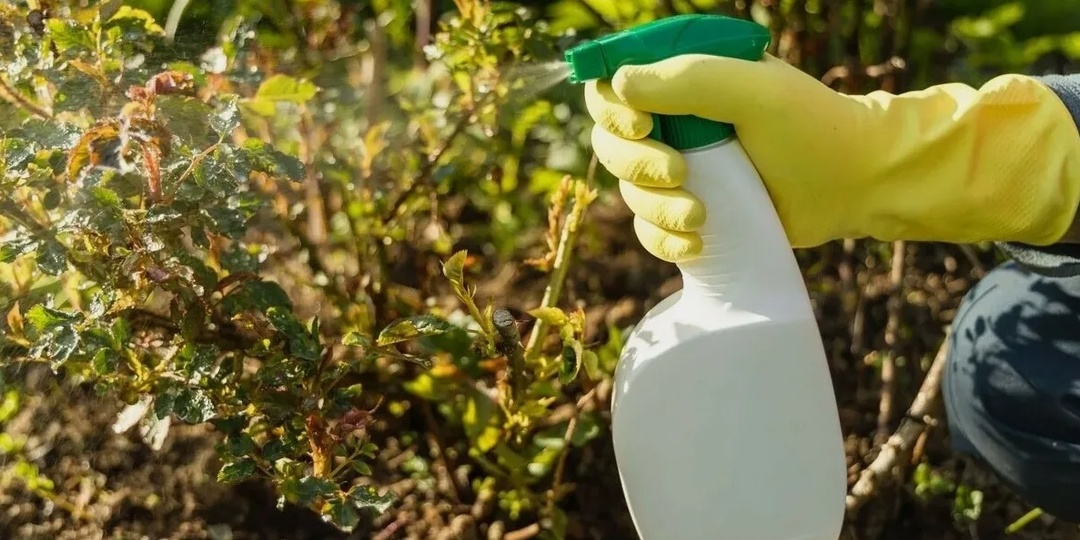 Чем обработать розы после зимы в конце марта, препараты и баковые смеси