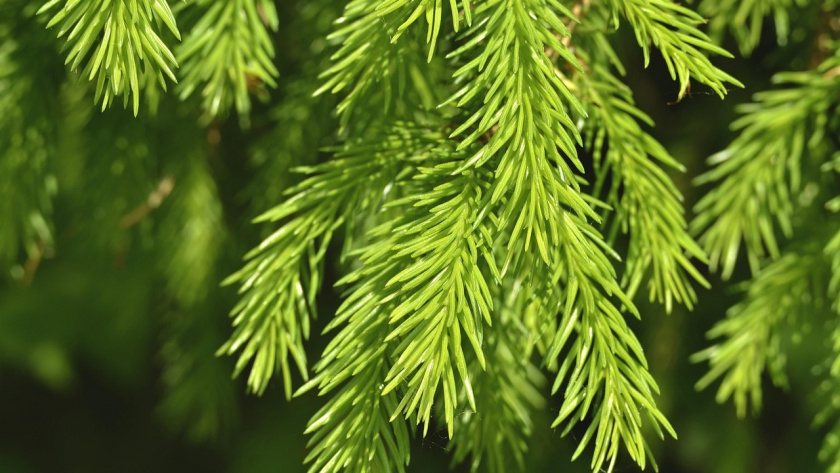    Автор: Вячеслав Вольгин