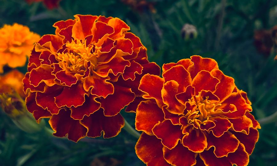 Бархатцы-2026: точный календарь посева на рассаду для пышного цветения всё лето