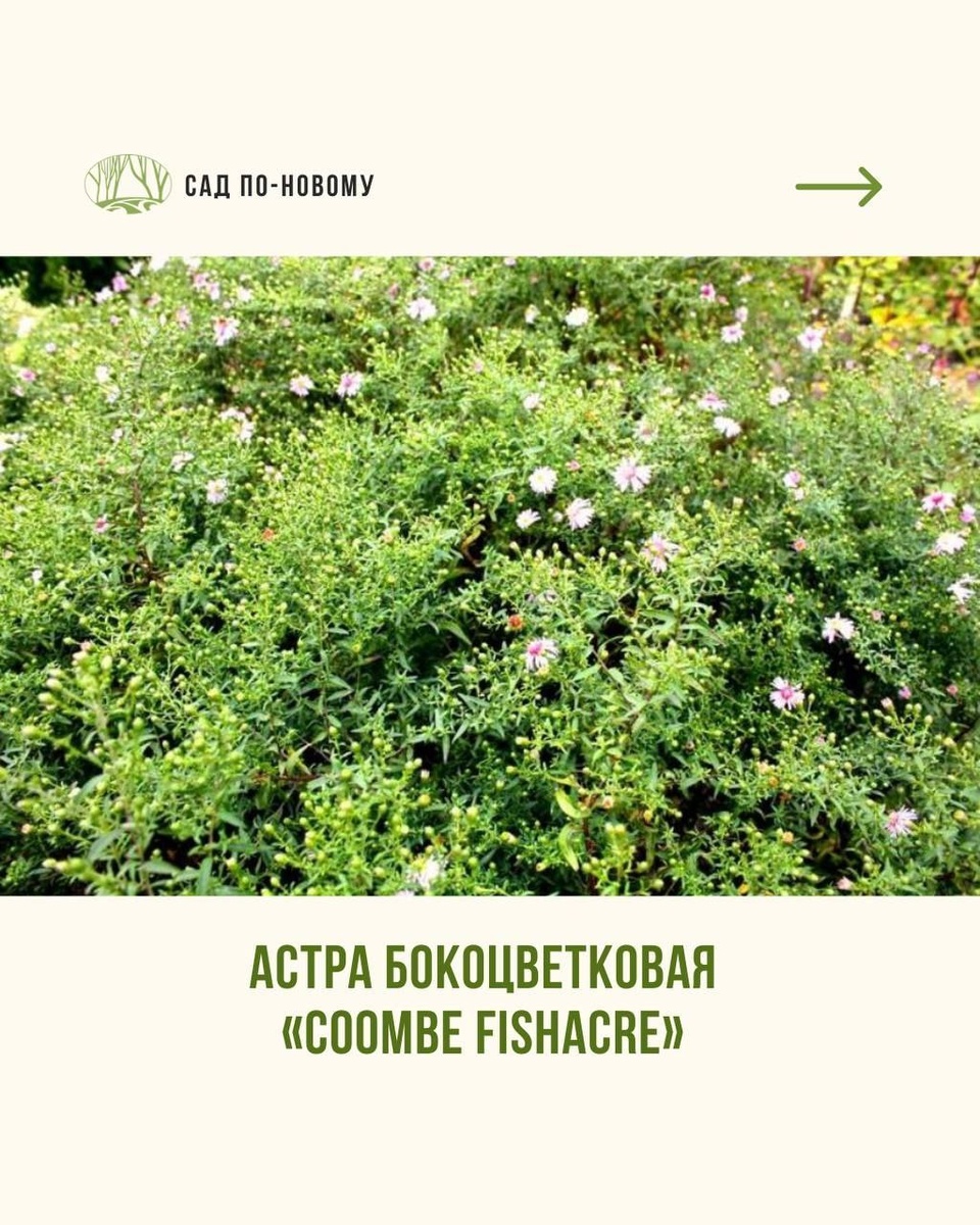 Листайте галерею по стрелке вправо 