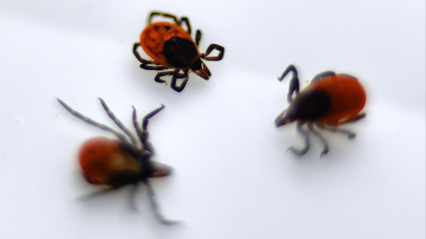    Фото: © РИА Новости/Павел Лисицын