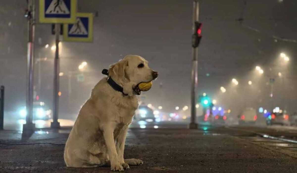     Собака на прогулке. Источник: spb.kp.ru Автор фото: Алексей Булатов