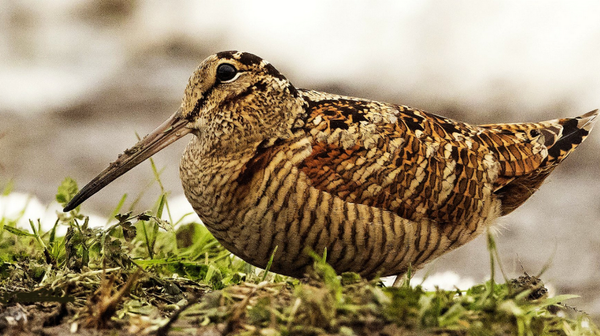    © Республиканское государственно-общественное объединение "Белорусское общество охотников и рыболовов"
