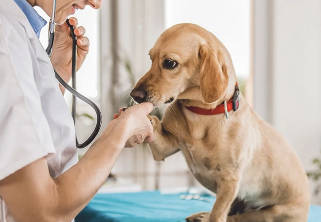 Уволили за умирающую собаку: суд в Барселоне встал на сторону сотрудницы