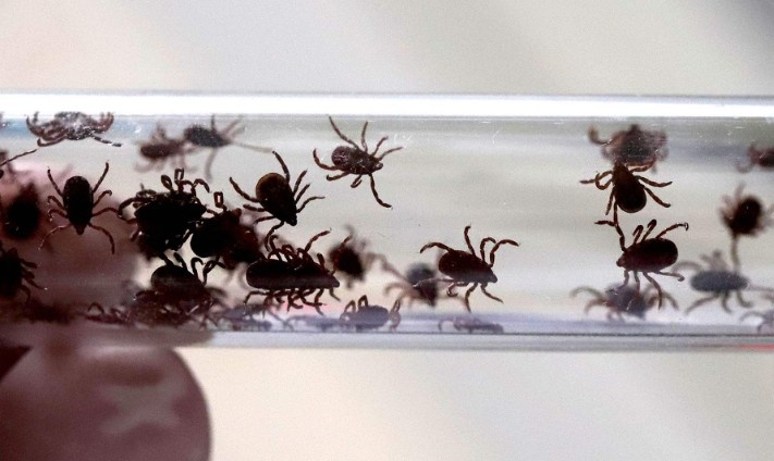 Опасные пришельцы, нас ждёт нашествие паразитов