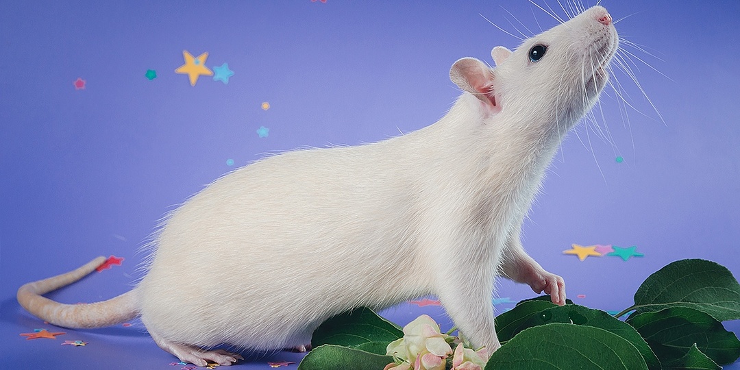 Топ-6 крыс-долгожителей: сколько живут разные породы в домашних условиях