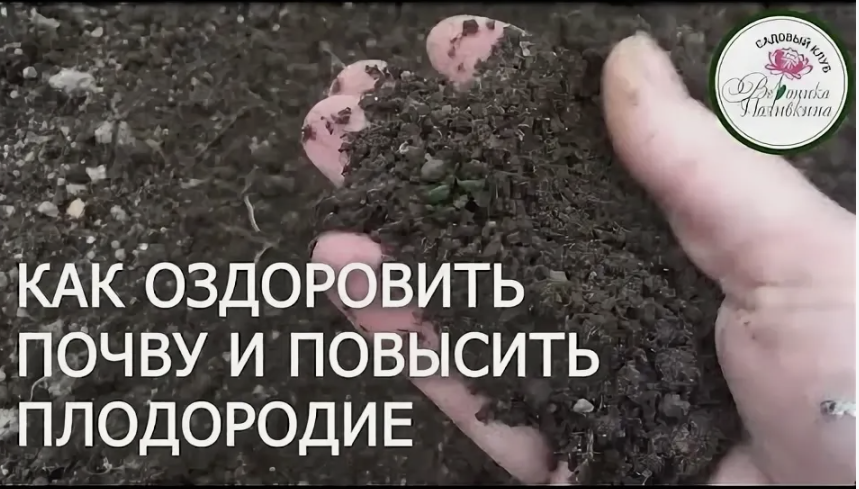 Как улучшить почву без химии за один сезон 🌱🌿
