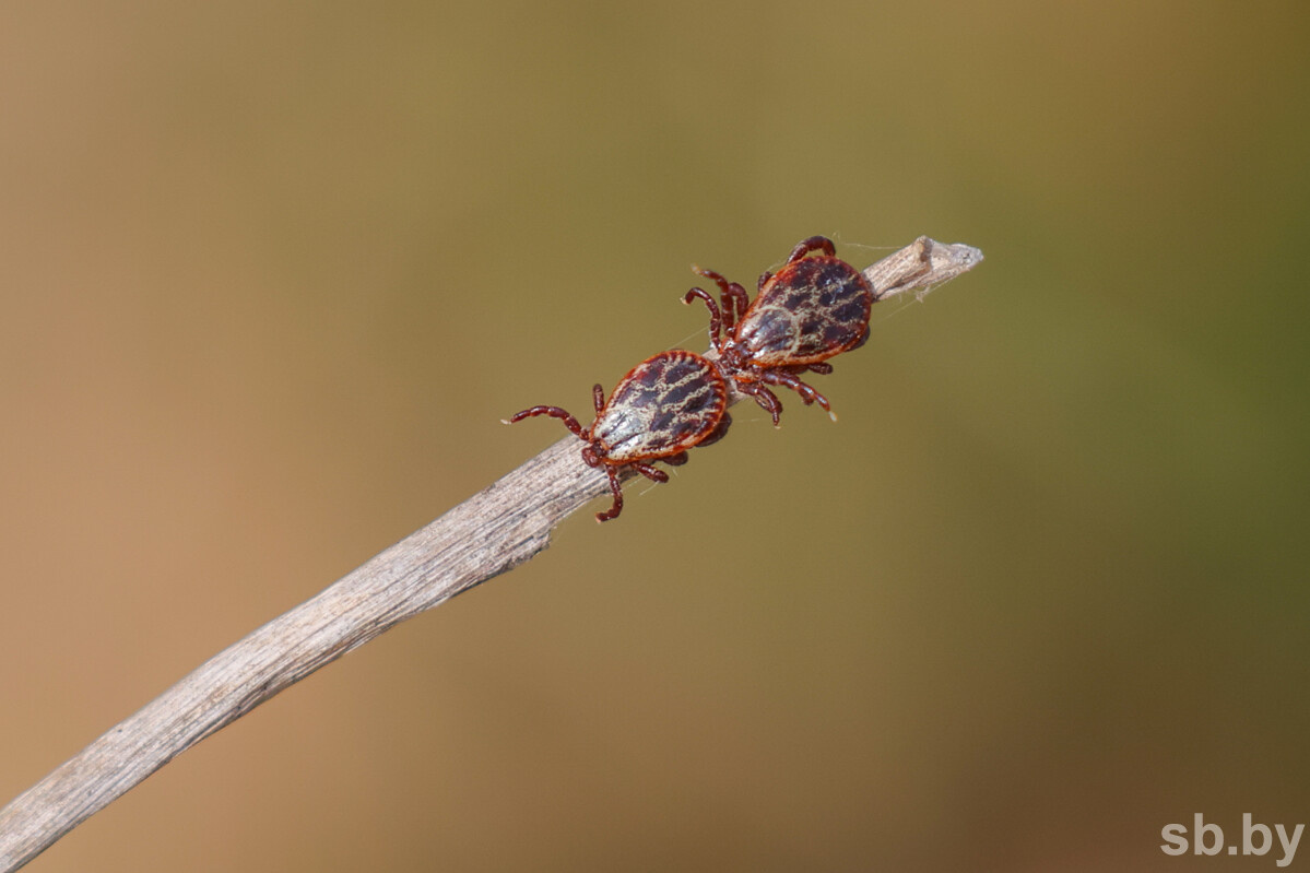 Иллюстративное фото из архива «СБ»