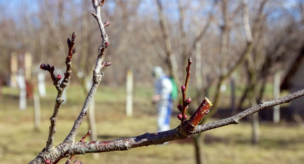 Тишина до старта: чем опрыскивать сад ранней весной, чтобы летом не пришлось его спасать
