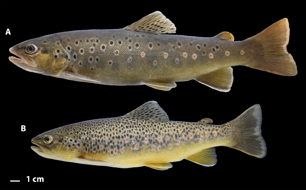 Редкие виды рыб Волги, нуждающиеся в охране — (А) форель (резидентная форма) балтийской кумжи (Salmo trutta) и (B) форель каспийской кумжи (Salmo caspius), изученные в ходе исследования. Источник: Boris A. Levin et al. / Metabarcoding and Metagenomics, 2026. Автор фото: Олег Артаев