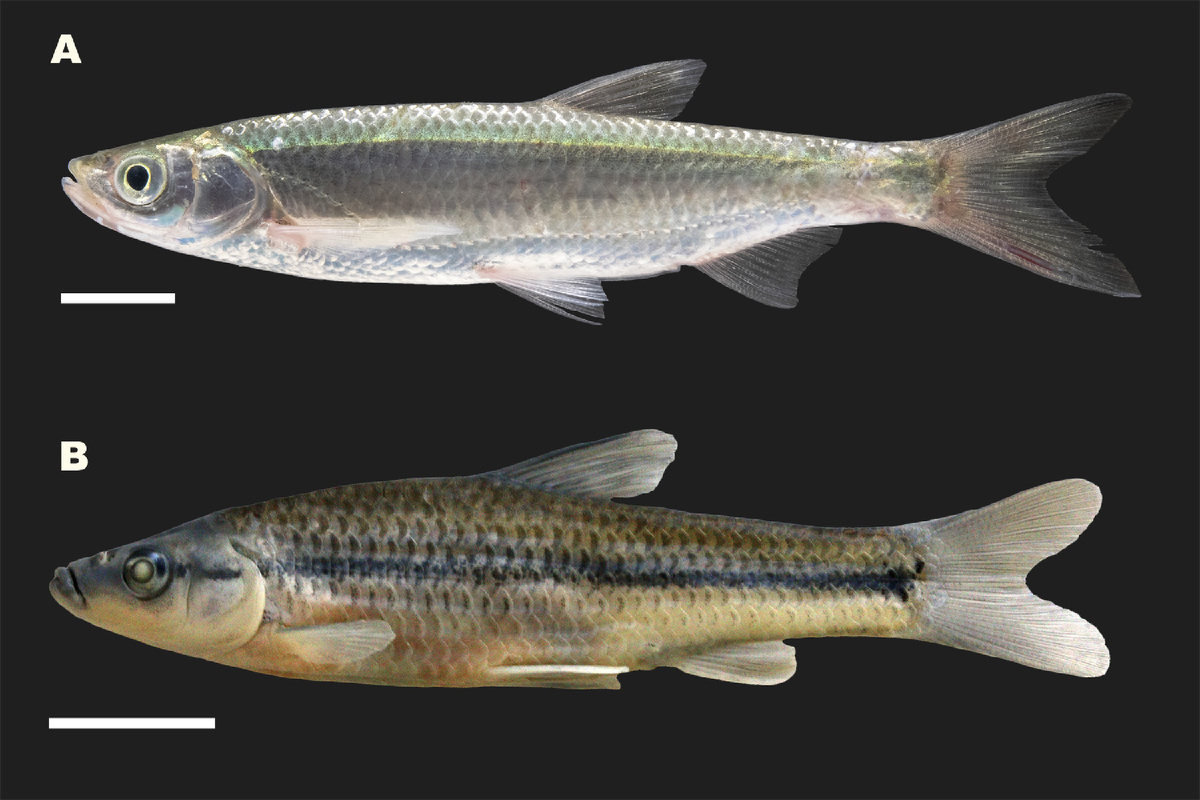 Чужеродные виды в бассейне Волги — нежелательные вселенцы: (А) корейская востробрюшка (Hemiculter leucisculus) и (B) амурский чебачок (Pseudorasbora parva), изученные в данной работе. Источник: Boris A. Levin et al. / Metabarcoding and Metagenomics, 2026. Автор фото: Олег Артаев