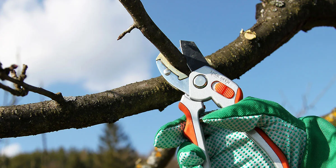 Нужно ли замазывать раны после обрезки: когда это спасает дерево, а когда только вредит 🌳