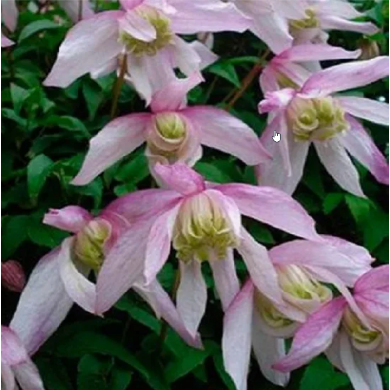 Пинк Фламинго 