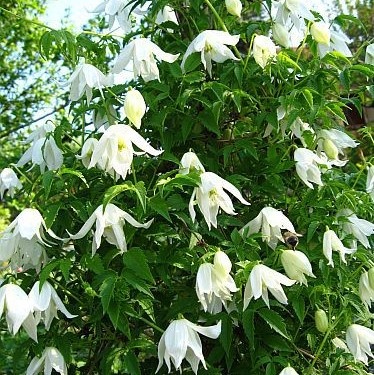 Белый лебедь