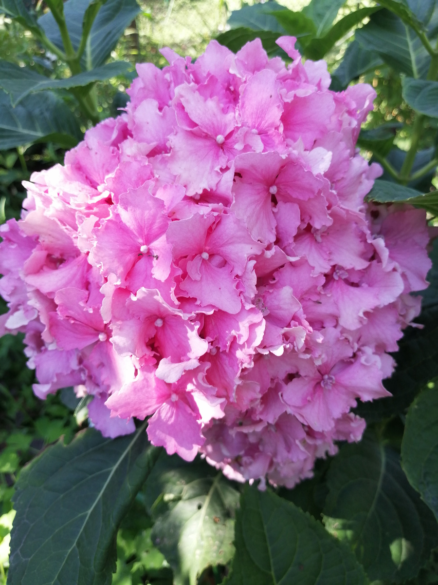 Крупнолистная гортензия Спайк в самом расцвете