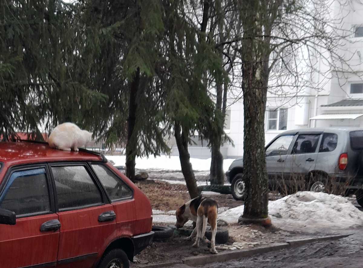 Снежок: "Припёрся тут, в такую погоду свои дома сидят, телевизор смотрют"