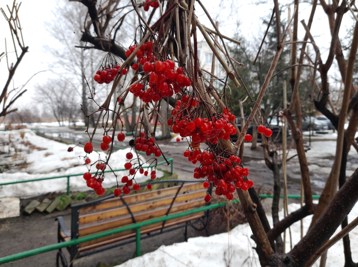 Зимняя калина