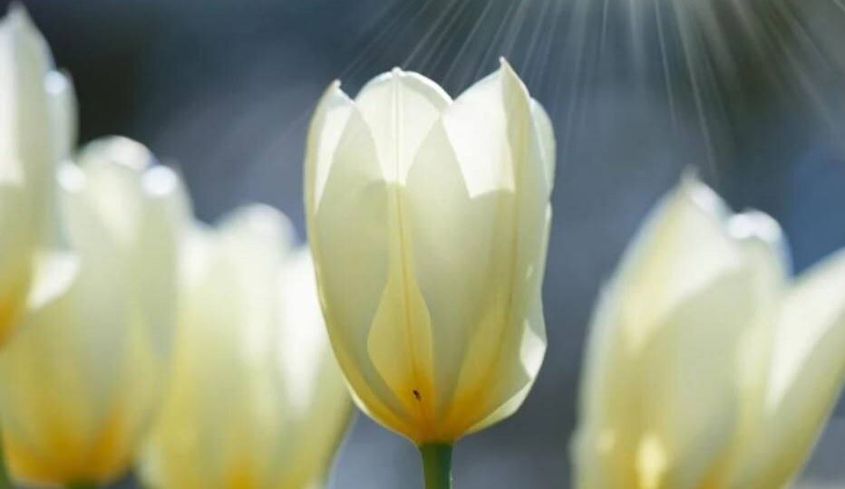 ☀️ 20 марта - весеннее равноденствие – день, когда ночь и день равны по продолжительности, знаменуя начало астрономической весны