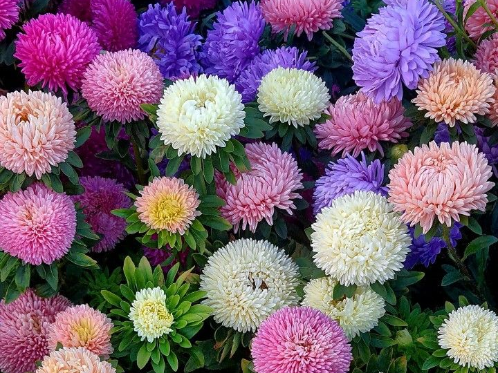 Звезда осеннего сада: как посеять астру, чтобы она взошла даже у новичка