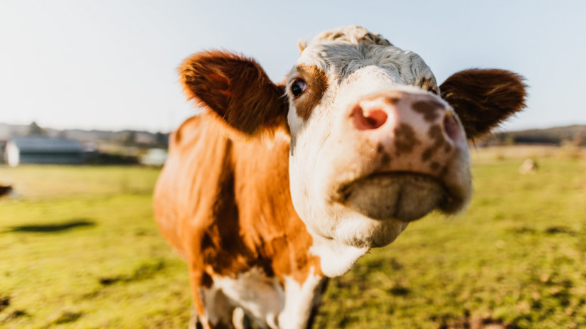 Фото: МЕГАМИКС