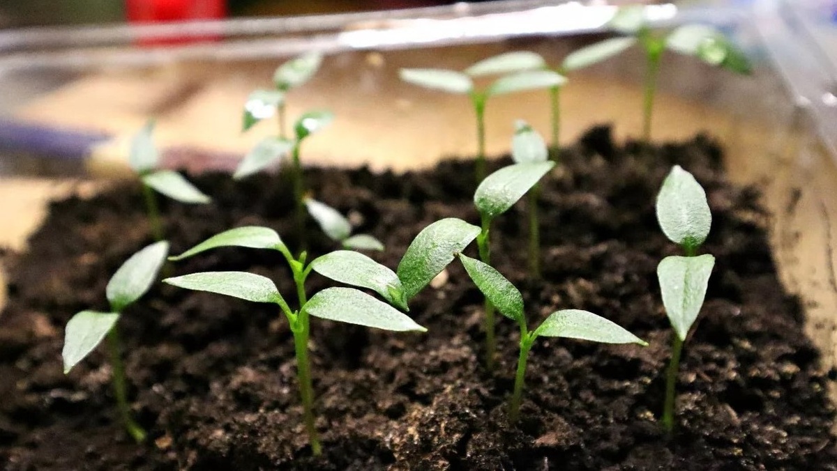 Вот так выглядит перец в момент, когда большинство огородников совершают первую ошибку