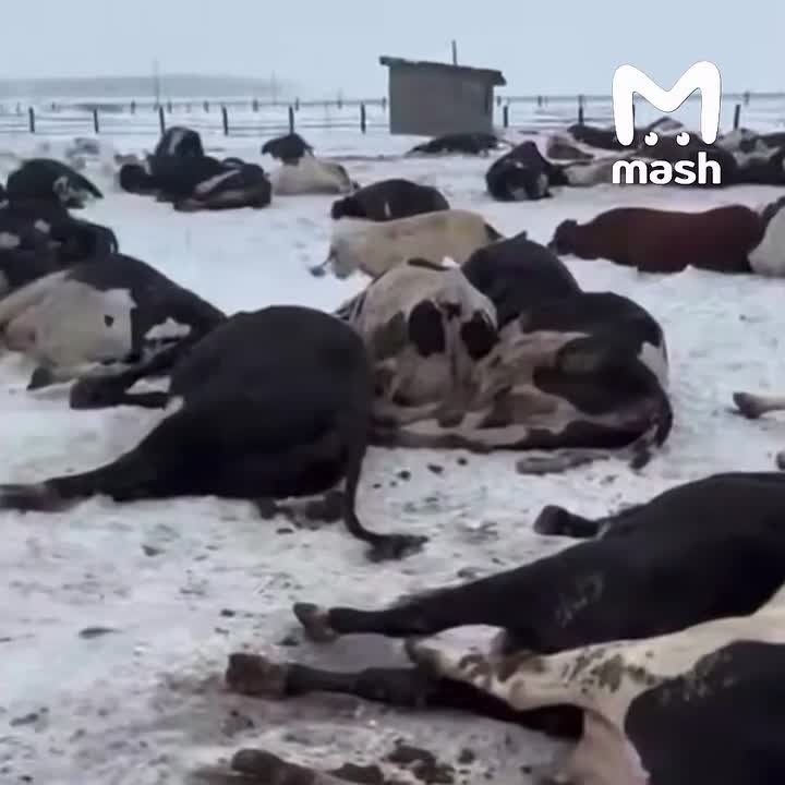 Фото издания Mash