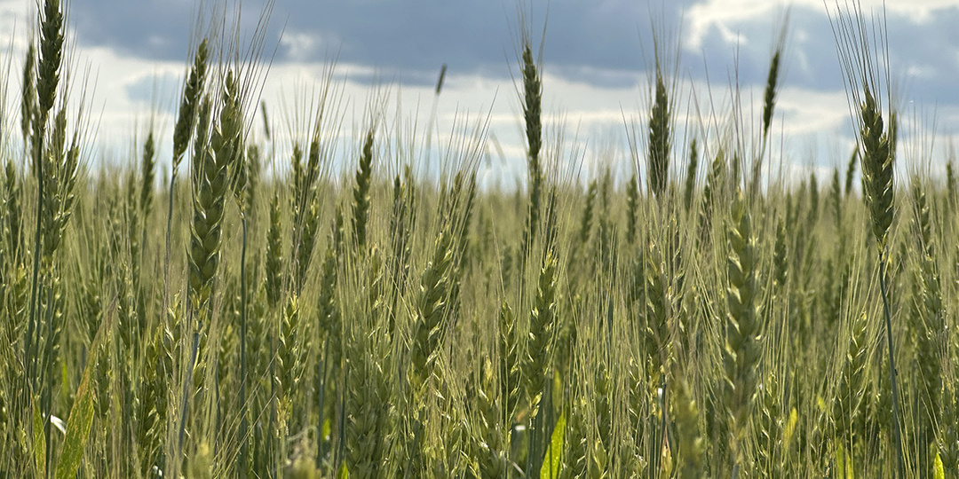 На мировом рынке зерна усиливается конкуренция