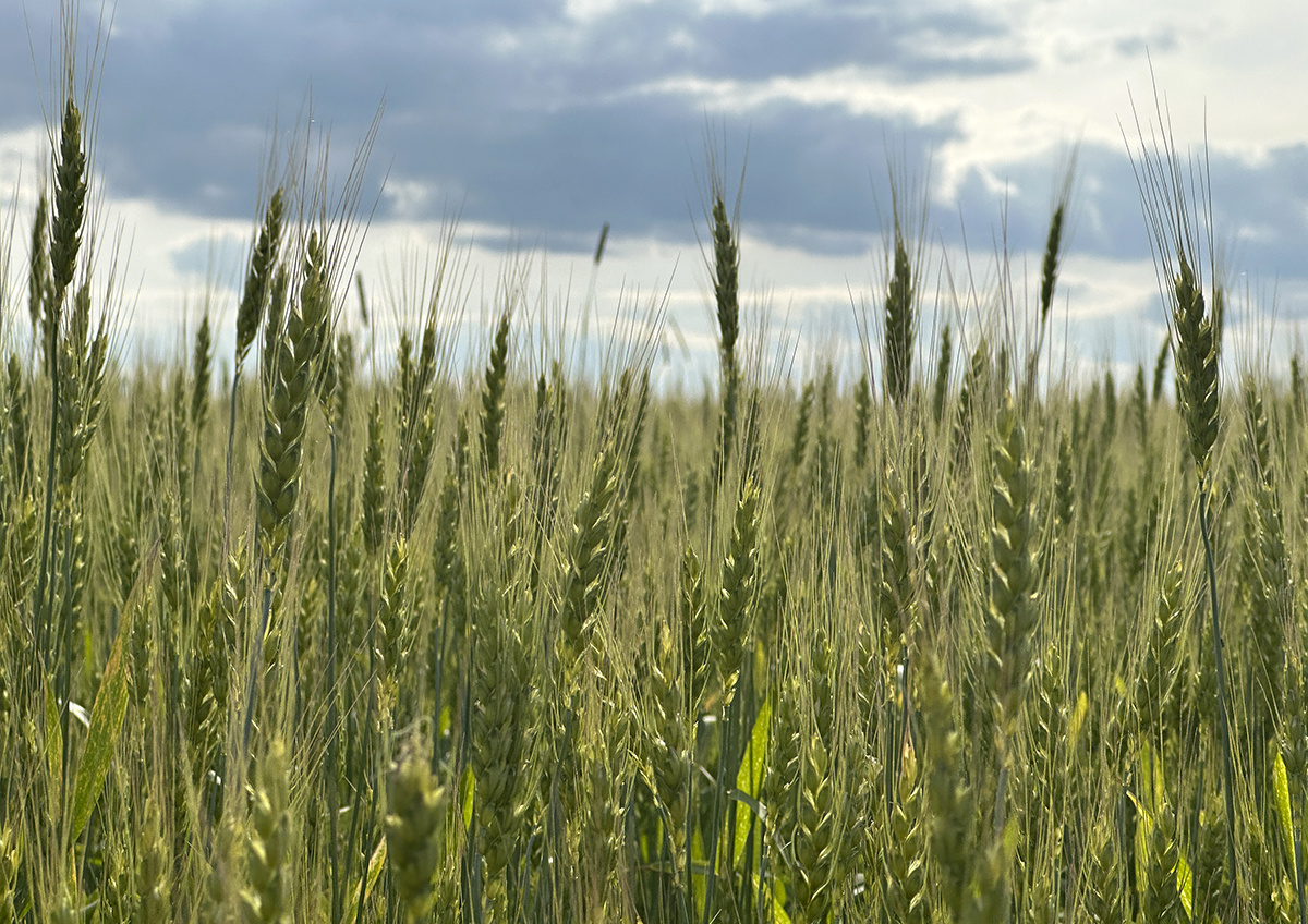 Фото © «Московская газета»