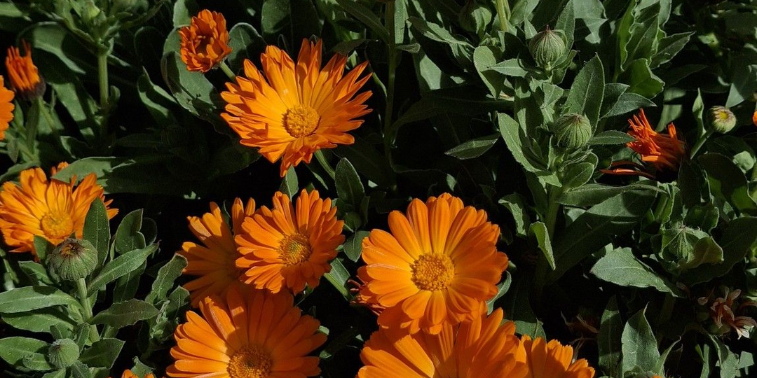 Ленивая клумба: цветы, которые я перестала мучить рассадой и стала сеять прямо в грунт