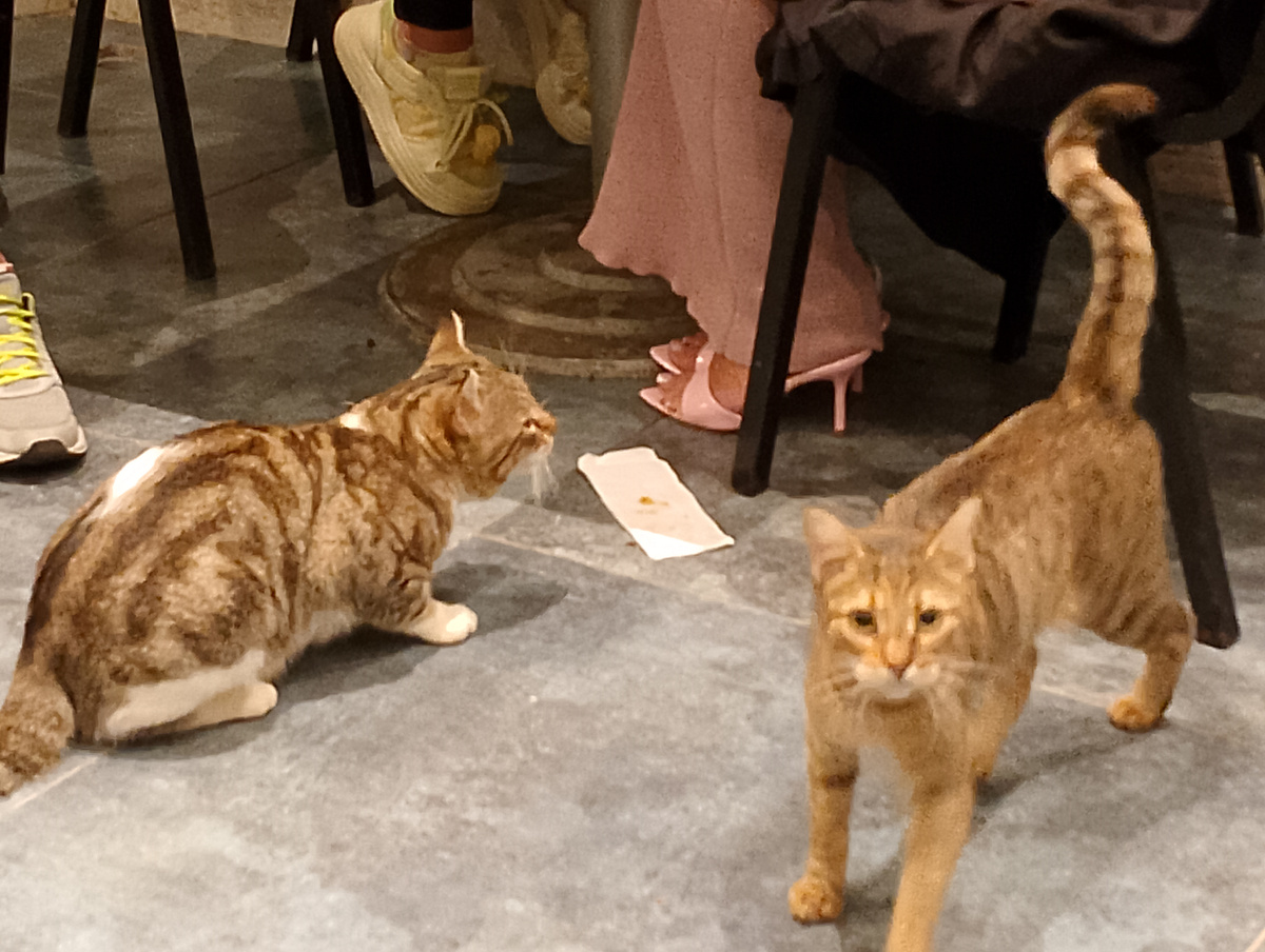 Ыкспэрты говорят, что котики хорошо привлекают внимание. Проверяю